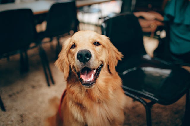 dog (golden retriever) looking at camera, courtesy of Helena Lopes from Pexels.com